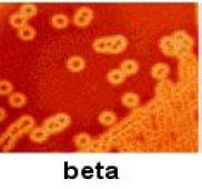 sorotipagem para a classificação dos estreptococos β-hemolíticos, baseado em antígenos específicos => carboidratos da parede celular