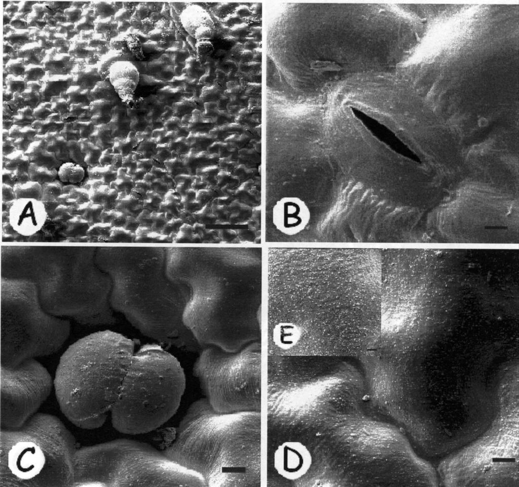 Figura 8 - Superfície foliar adaxial de Vernonia westiniana (assa-peixe).