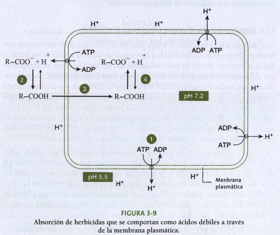 Fig. 10