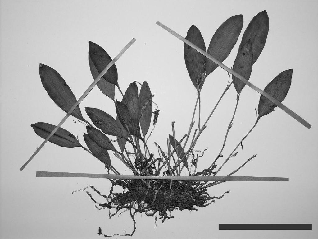 BONPLANDIA 25(1). 2016 Fig. 2. Anathallis brevipes (G.M. Marcusso & P.R. Sanine 130, HRCB). Escala: 6 cm. Espécies da Flora do Brasil. Jardim Botânico do Rio de Janeiro.