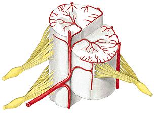 Artérias espinal