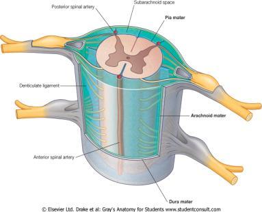 medular Filamento terminal Cauda eqüina