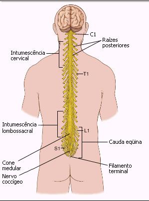 Porção final se afina: cone medular. Quando a medula termina no cone medular, a piamáter continua-se caudalmente formando o filamento terminal.