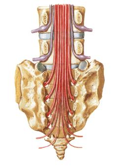 No trajeto atravessa o saco dural e recebe vários prolongamentos da dura-máter (filamento da dura-máter espinal) e constitui o ligamento coccígeo.