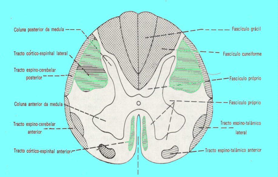 A substância branca é formada por fibras, a maioria delas mielínicas, que sobem e descem na medula e que