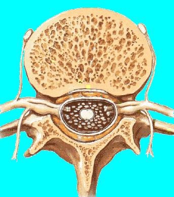 acordo com a saída dos nervos (que estão sempre aos pares) em cada região cervical,