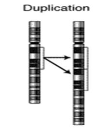 dicêntricos Cromossomos marcadores REARRANJOS BALANCEADOS: quando o conjunto