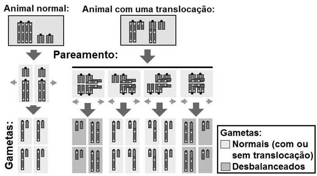 Como uma alteração cromossômica estrutural pode ser equilibrada nos pais e