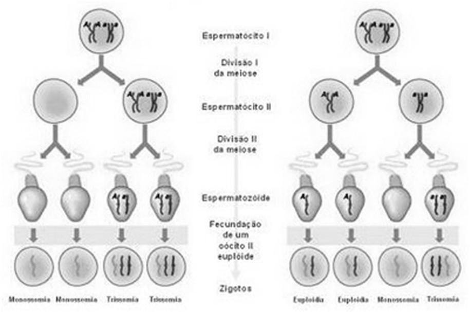 Como acontecem as alterações no número dos cromossomos? Quais as consequências após a fecundação com um dos gametas mutantes? Quais as consequências após a fecundação com espermatozoides mutantes?