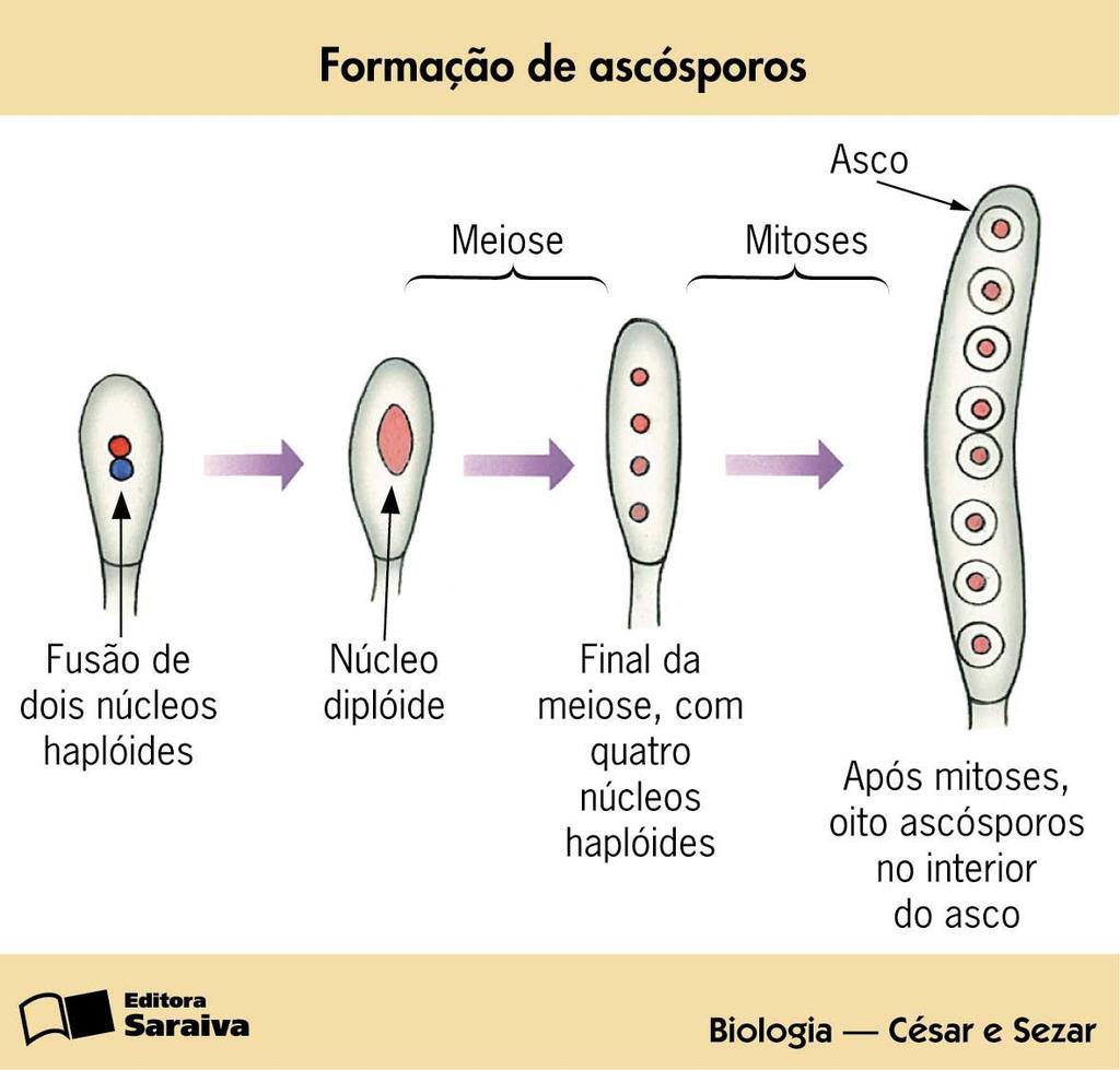 Estruturas reprodutivas Esporos sexuais Reprodução Sexuada Ascósporos: após a meiose,