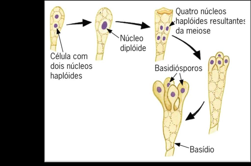 Reprodução Sexuada: Estruturas reprodutivas Basidiósporos: são os esporos sexuados externos e originam-se
