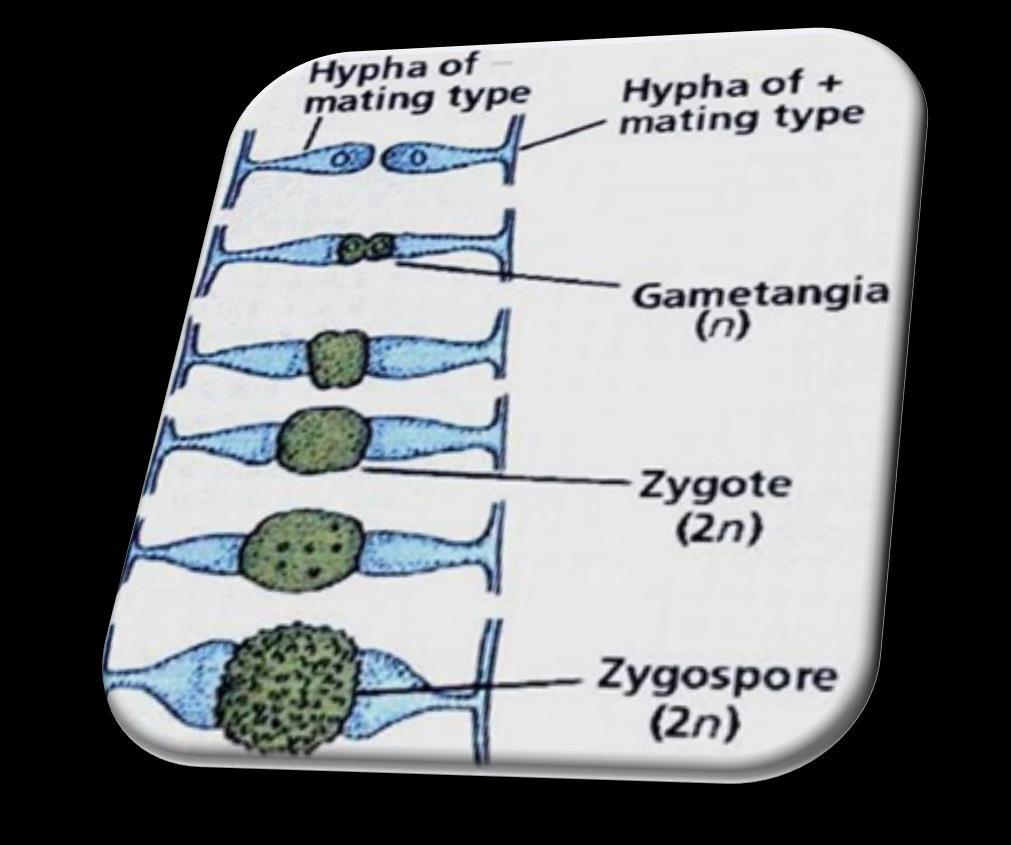 Núcleo haplóide de uma célula doadora penetra no citoplasma da