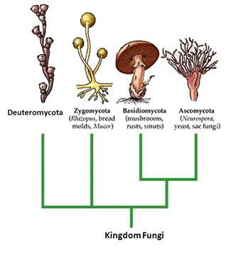 Deuteromycota Atualmente inexistente Reagrupados em Ascomycota ou Basidiomycota Fungos anamórficos Reprodução