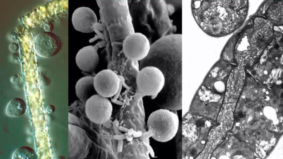 Chytridiomycota Compreende apenas uma classe O grupo é considerado o mais primitivo dentro dos fungos Microscópicos e de morfologia simples 100