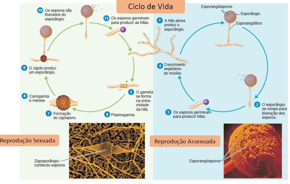 Zigomycota Assexuada os micélios formam esporângios, no interior dos quais os esporos haploides são produzidos.