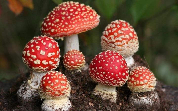 Basidiomycota Cogumelos, Orelhas de pau, ferrugens, leveduras e outros Compreende fungos