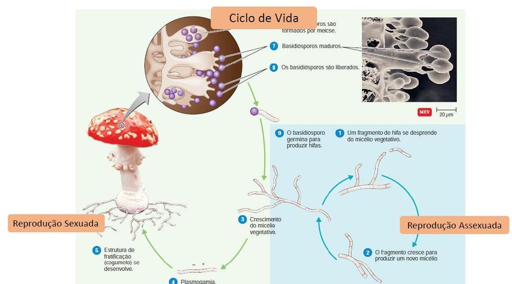 Basidiomycota Os micélios de tipos de acasalamentos haploides positivo e negativo fundem-se e o crescimento mais rápido do micélio dicariótico (dois núcleos por célula).