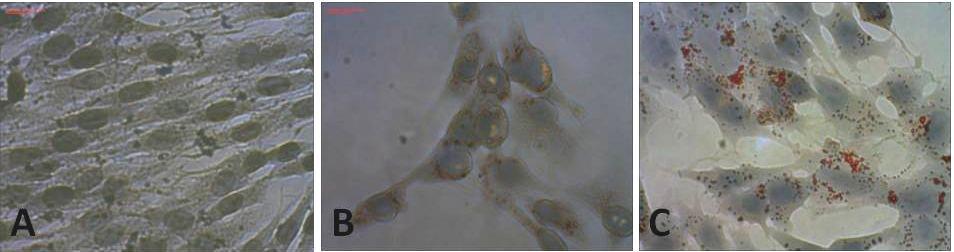 Figure 1. Fig. 1. Oil Red-O (ORO) staining and lipid quantitation of GRX cells at day 7.