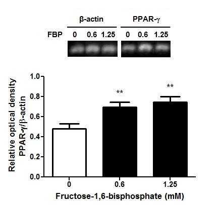 Figure 3. Fig. 3. Effects of Fructose-1,6-bisphosphate (FBP) on PPARγ mrna expression of GRX cells treated for 24 hours.