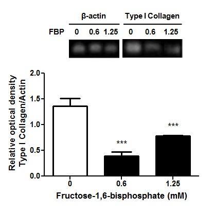 Figure 6. Fig. 6. Effects of fructose-1,6-bisphosphate (FBP) on type I collagen mrna expression of GRX cells treated for 24 hours.