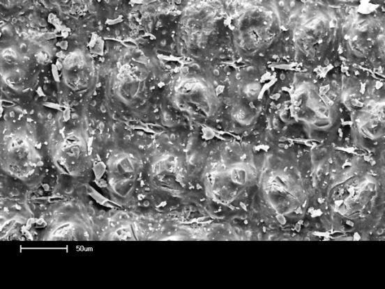 A B C D Figura 3 - Micrografias das cascas de arroz: A) camada externa; B) camada externa