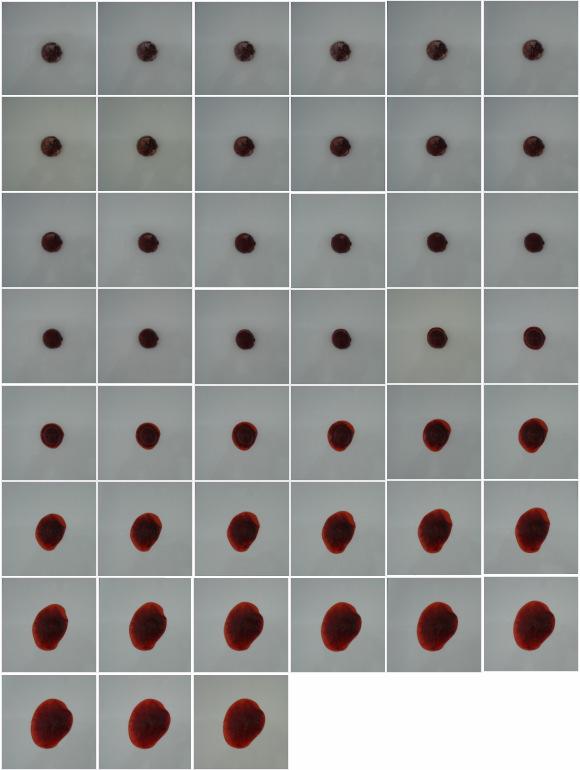 FIGURA 28 Fotografias obtidas durante o descongelamento (de 2 em 2 minutos) de