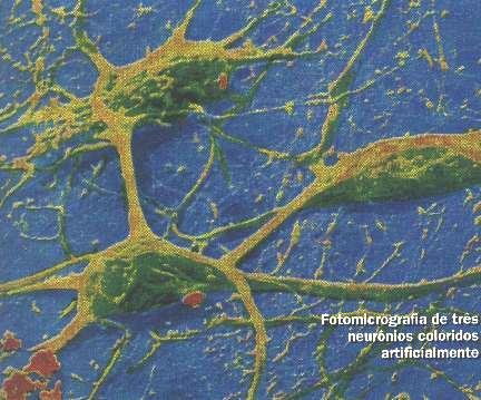 Em média, cada neurônio forma entre mil e dez mil sinapses.