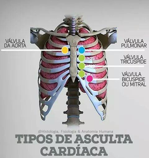 (mitral) e semilunar aórtica