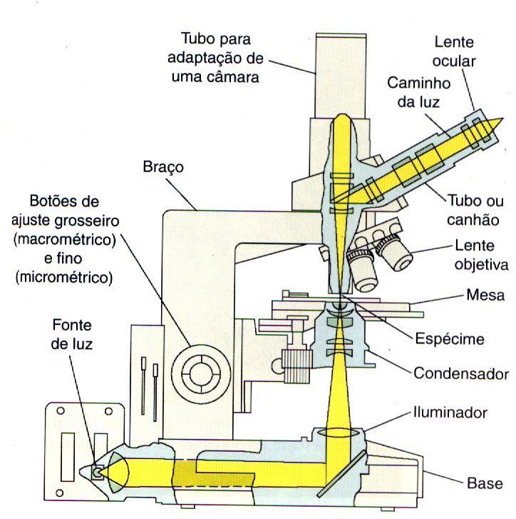 Microscopia e