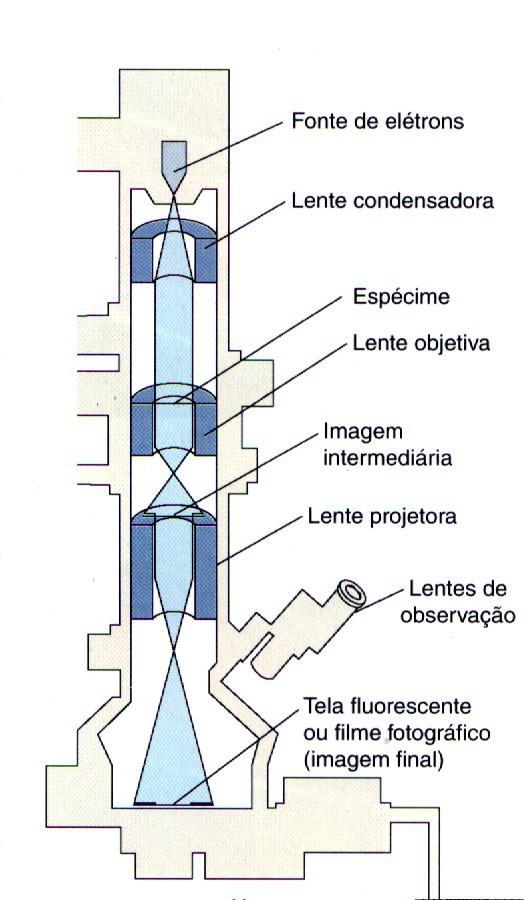 Microscopia e Métodos de Coloração Bacteriana 5