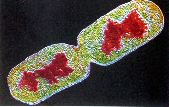 Microscopia e Métodos de Coloração Bacteriana