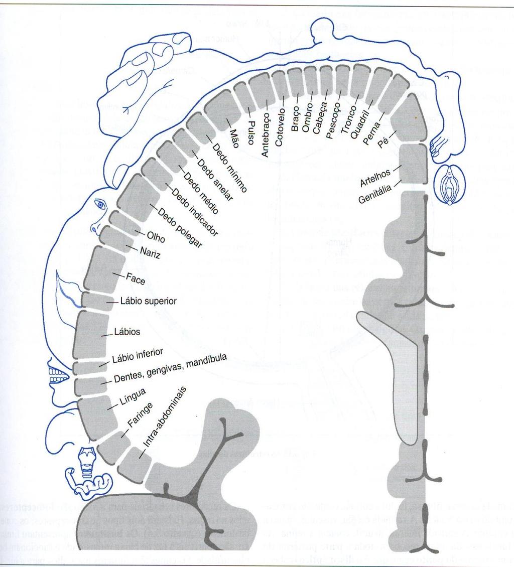 Organização somatotópica do córtex