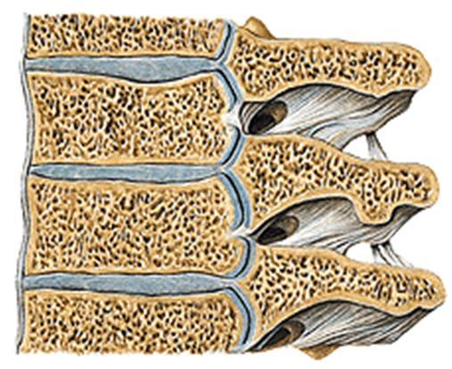 As cartilagens costais prolongam as costelas anteriormente se conectando ao osso esterno, e contribuem para a elasticidade da parede torácica.