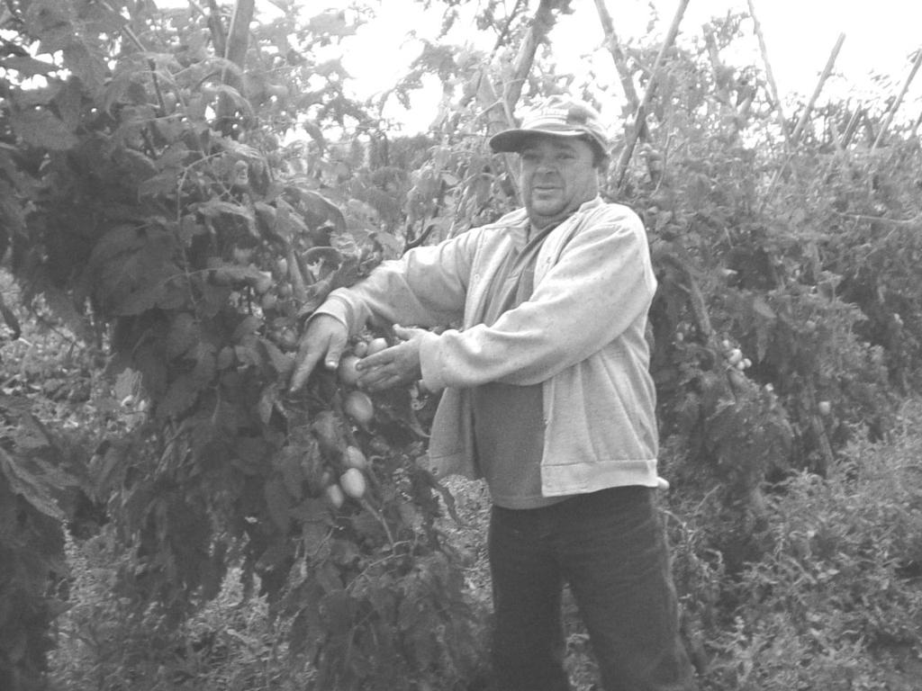 Outra parte da biomassa do sistema agroflorestal é usada como forragem para galinhas e bezerros, os galhos maiores, são usados para tutores de culturas, lenha e estacas para uso diverso e seu