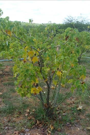 C. Avaliação do desenvolvimento de pinhão manso (Jatropha curcas L.) do banco de germoplasma da UFLA. In: Congresso Brasileiro de Plantas Oleaginosas, óleos, Gorduras e Biodiesel, 5, 2008, Lavras-MG.