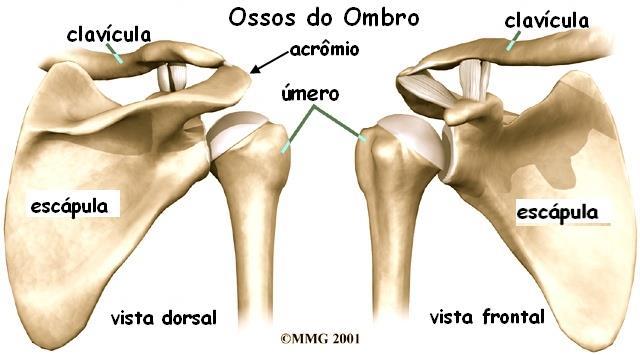 compacta circundando uma camada de substância