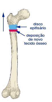 regiões entre a diáfise