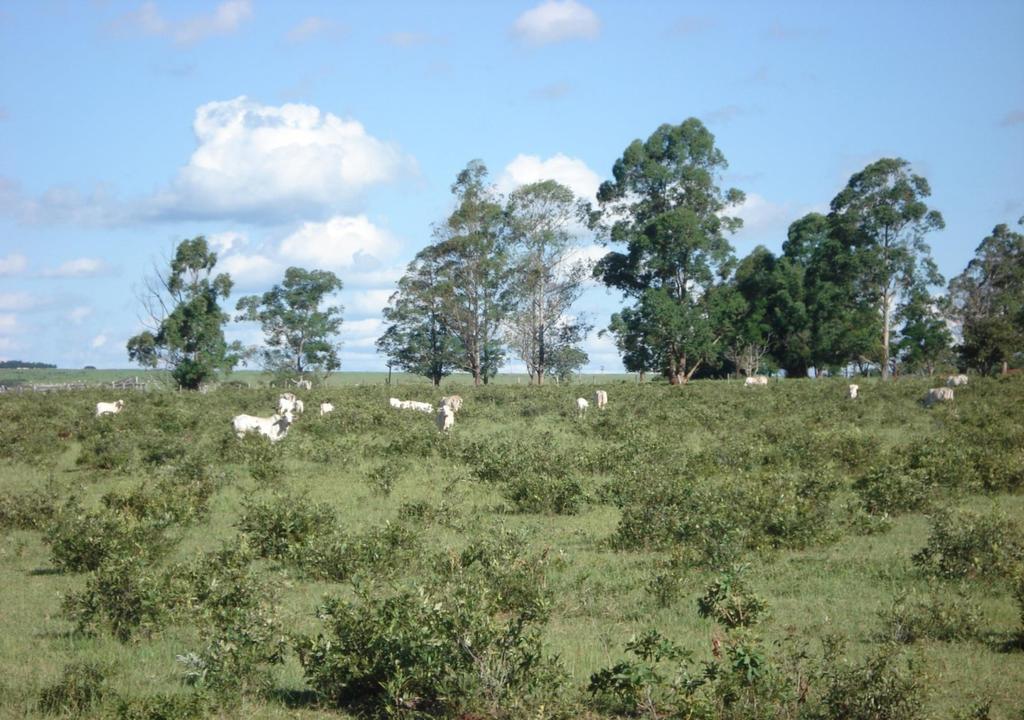 DEGRADAÇÃO AGRONÔMICA