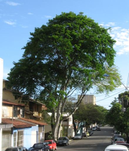 vaca (Bauhinia