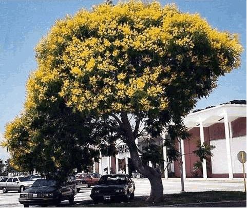 amarelo (Tabebuia