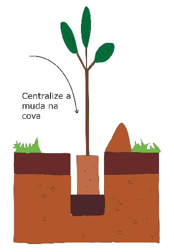 60 X 60 X 60 - Em volta das árvores plantadas deverá ser adotada uma área permeável, seja na forma de canteiro, faixa ou piso drenante, que permita a