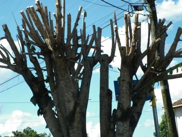 O desbaste abre a folhagem da árvore, reduz o peso de galhos muito pesados e ajuda a manter o formato natural da árvore.