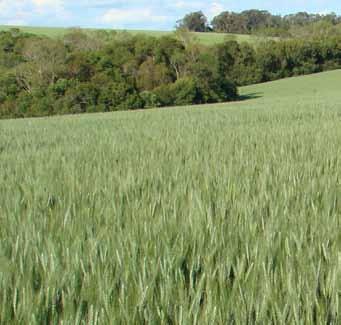 Comunicado Técnico 85 ISSN 2176-2899 Londrina, PR Fevereiro, 2015 Foto: Manoel Carlos Bassoi Cultivar de trigo BRS Tangará: características e desempenho agronômico Manoel Carlos Bassoi 1 José