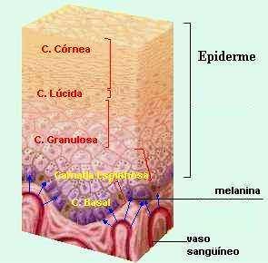Epiderme: Encontra-se na camada papilar da derme e pode adquirir