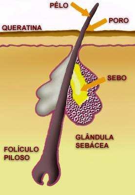 Anexos da Pele Glândulas Sebáceas São
