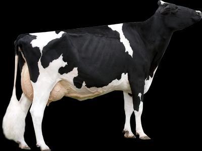 Materiais e Métodos 6 vacas da