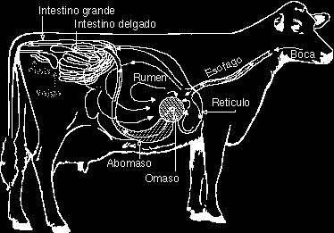 Bactérias ruminais e intestinais Suplementada em casos