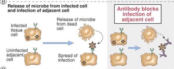 1- Ação Neutralização Direta do de Anticorpo: micróbios Neutralização de micróbios Sem anticorpo Com anticorpo Liberação do micróbio da célula infectada e infecção da célula