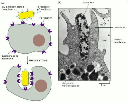 2- Opsonização Bactéria opsonizada por IgG Região Fc da IgG Receptor de IgG bactéria