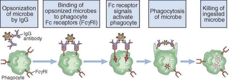 Opsonização e fagocitose mediada por anticorpo Opsonização do micróbio por IgG Ligação de micróbios opsonizados aos receptores Fc
